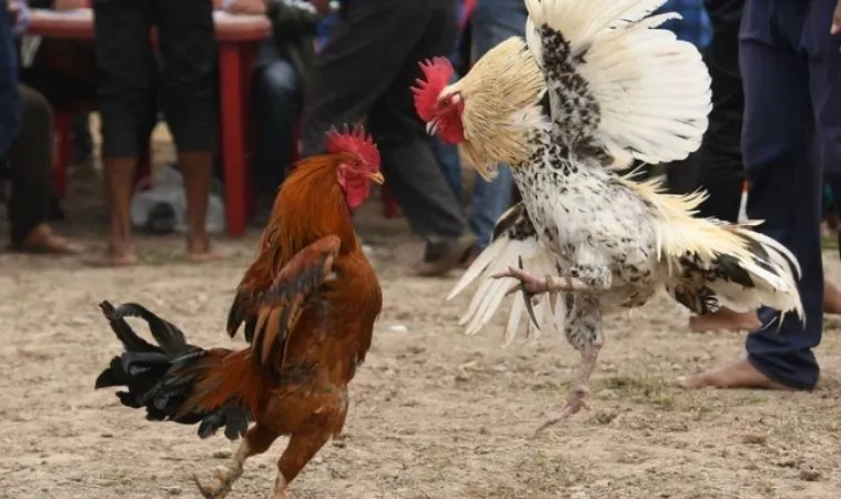 đá gà Sabong tại Kubet