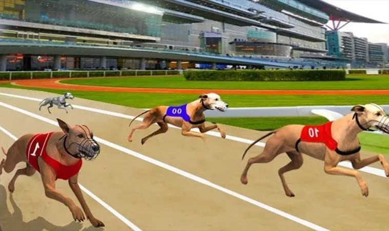 Chiến thuật chơi game nhanh Đua Chó tại Kubet hiệu quả