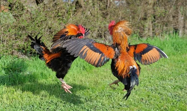 Đá Gà GA28 tại Kubet